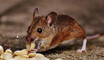 24 Hour & Emergency Exterminators in Russellville, TN